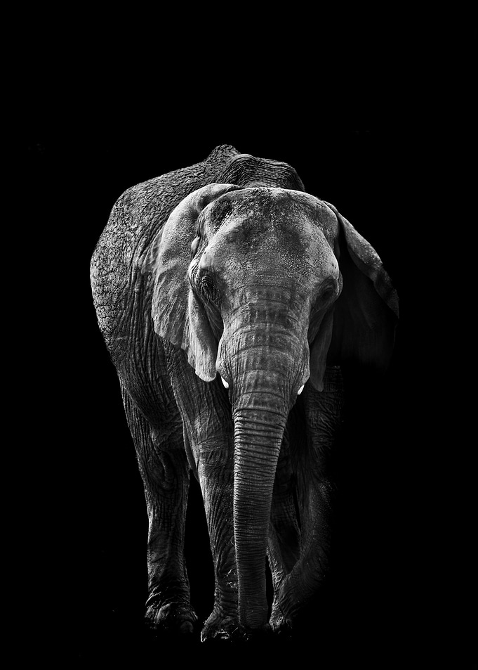 Elephant Portrait