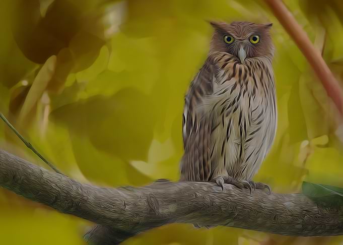 Philippine Owl Eagle