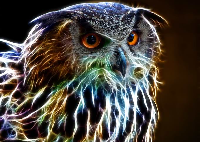 Owl