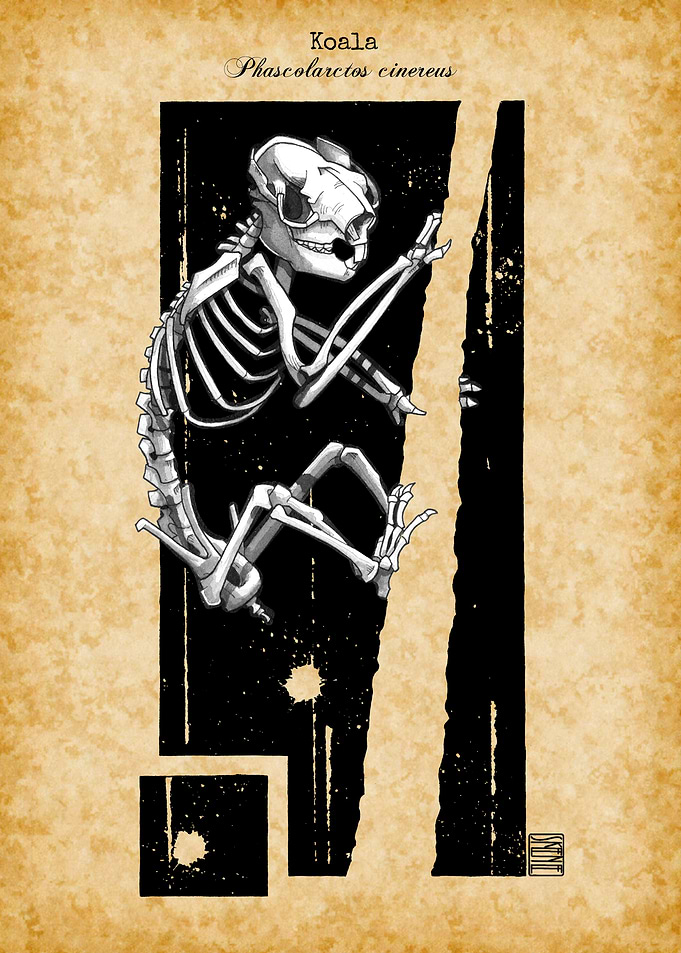 Koala Skeleton