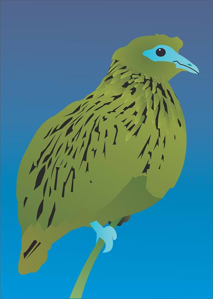 fruit dove