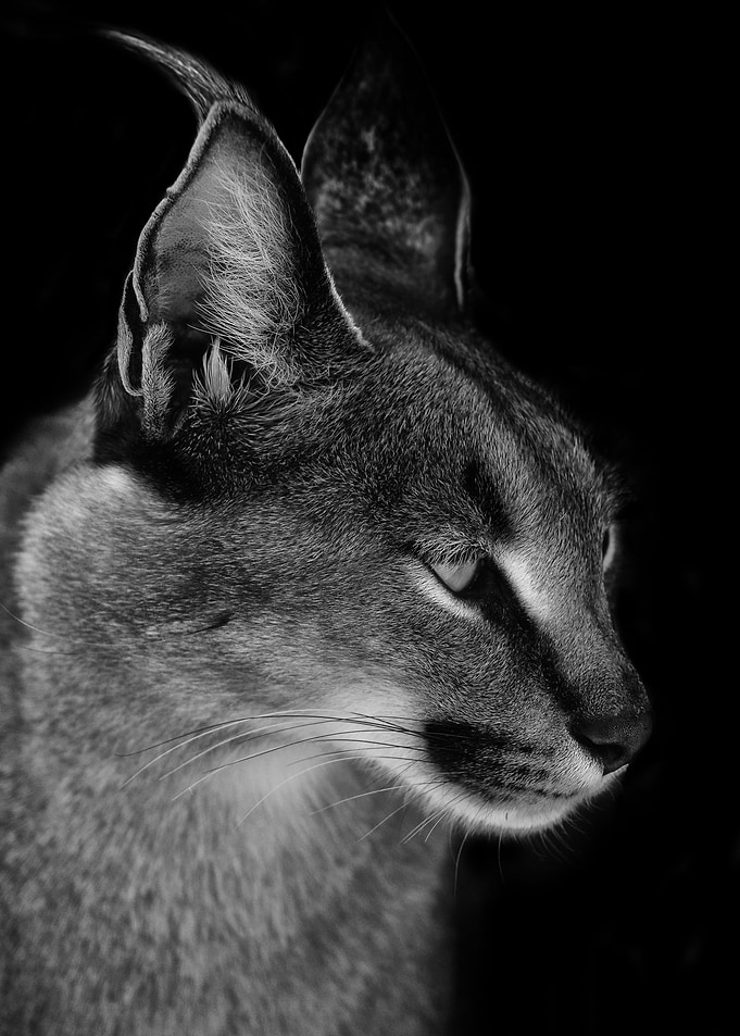 Caracal