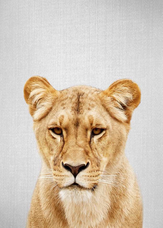 Lioness Colorful