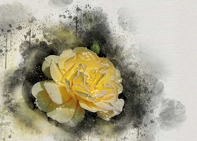 Yellow Rose