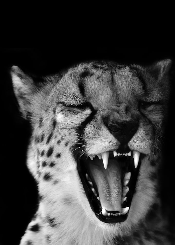 Cheetah Smile