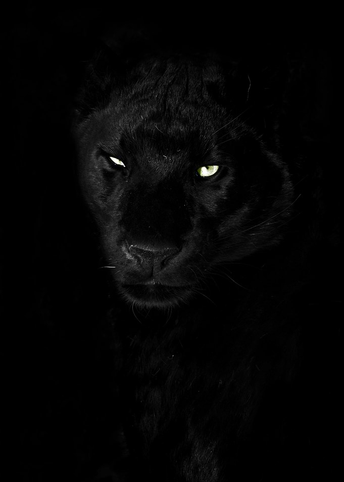 Black Panther