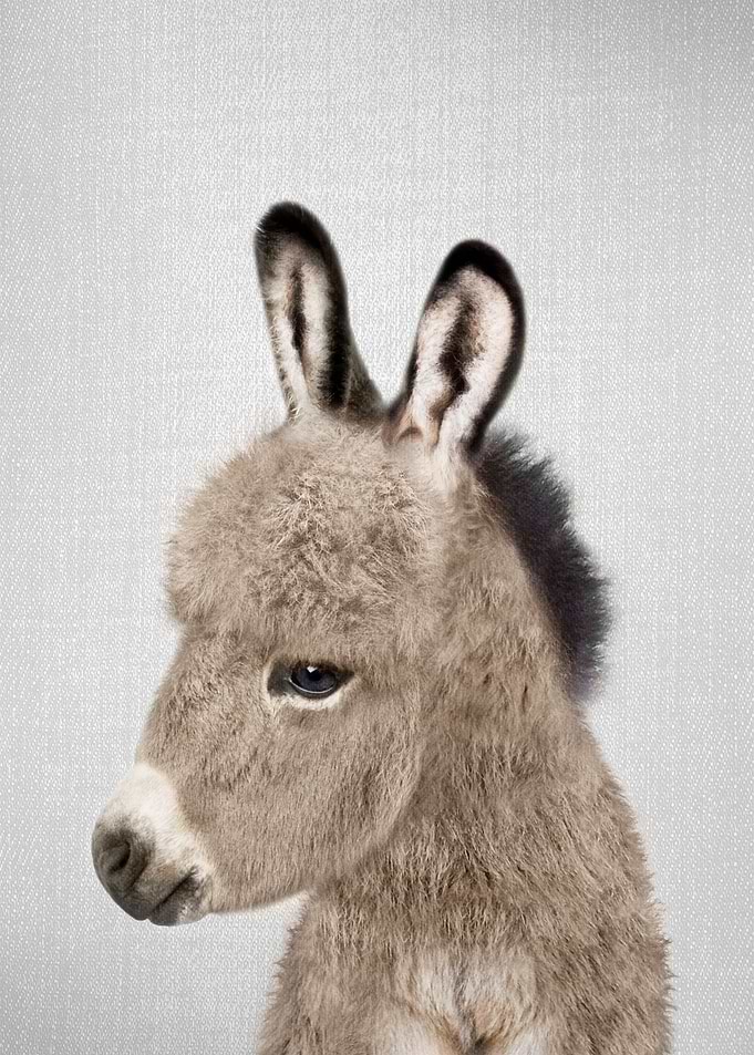 Donkey Colorful