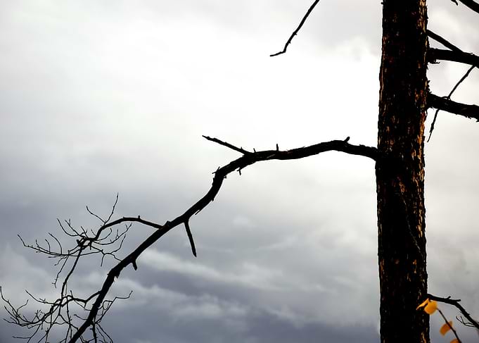 Dried tree