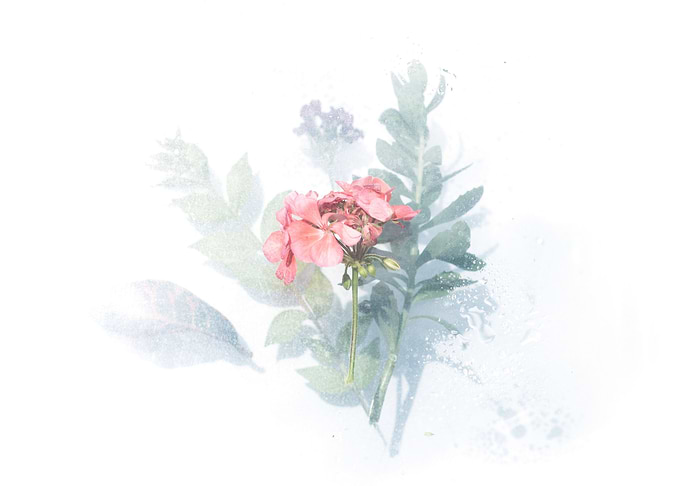 Floating Flowers on Glass
