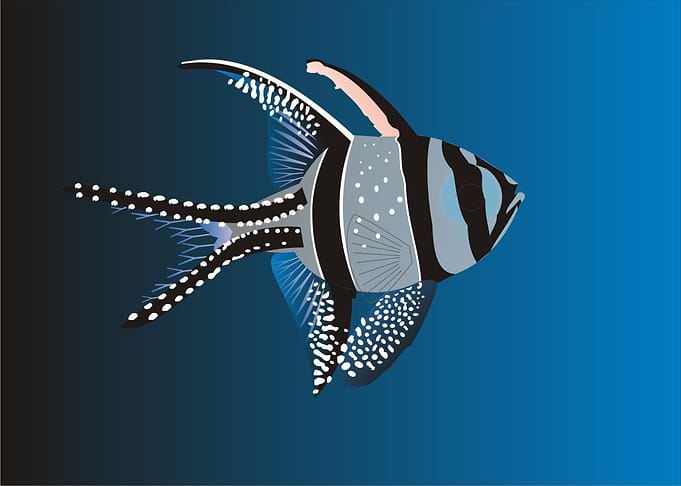 blue fish