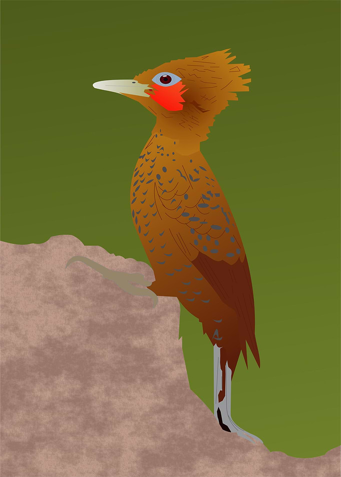 Chestnutcolored Woodpecker
