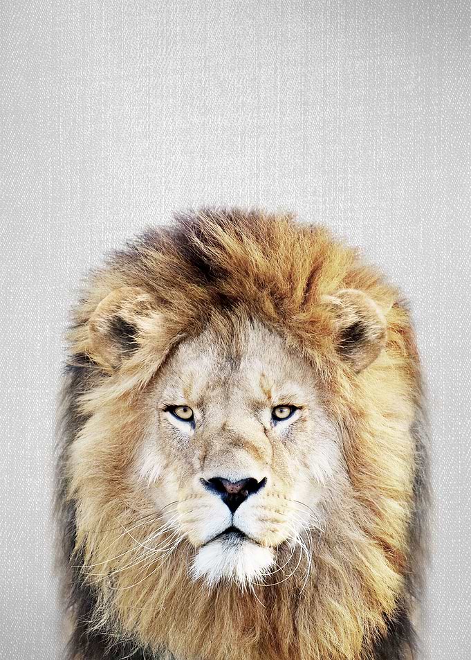 Lion Colorful