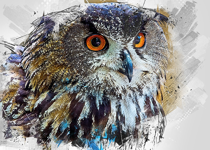 Owl
