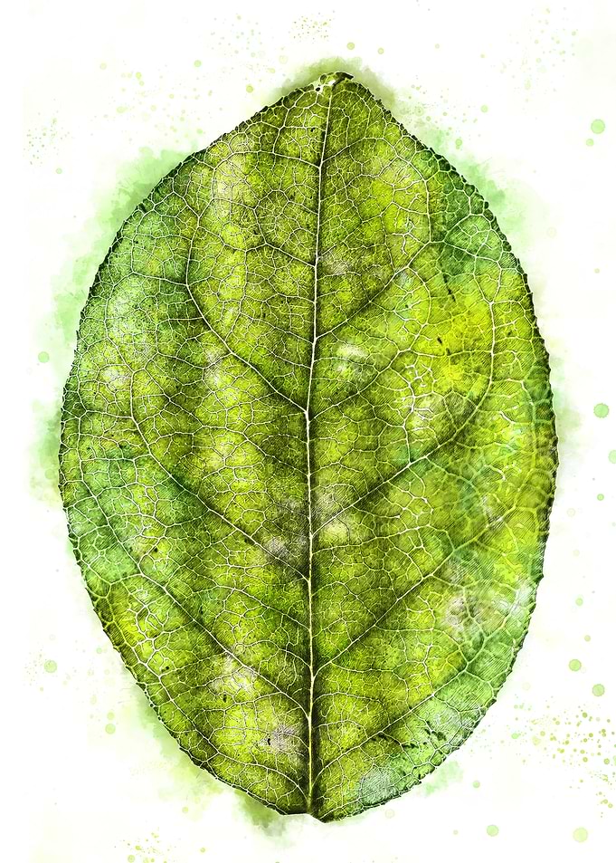 Watercolour Leaf