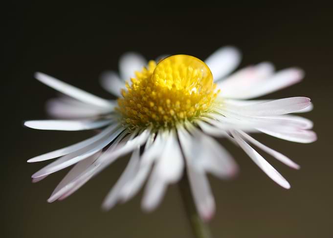 Daisy