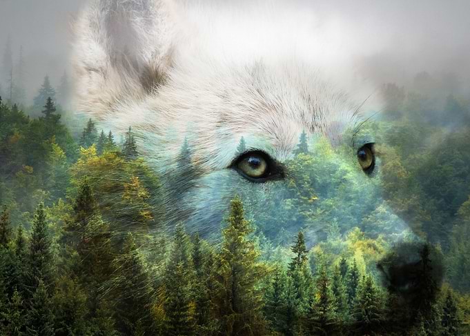 Wolf 3
