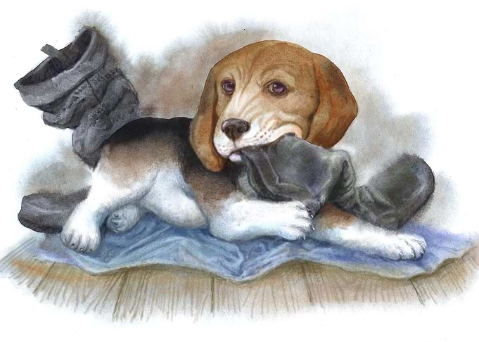 dog
