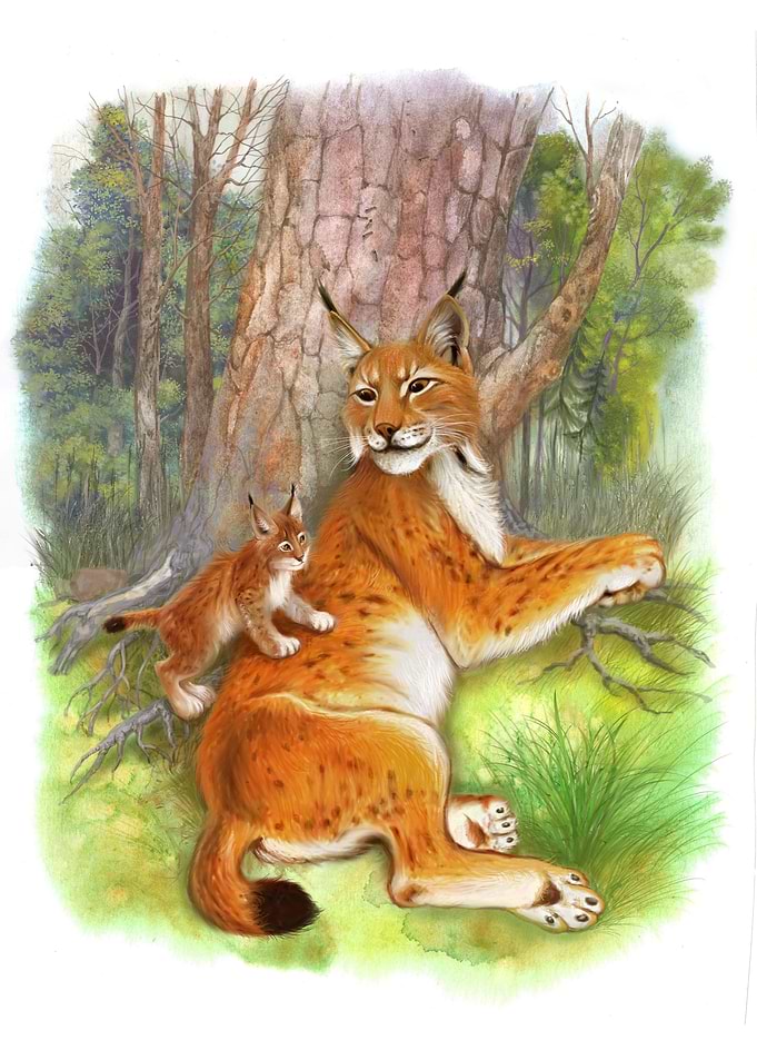 lynx