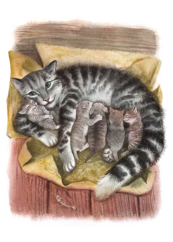cat kittens