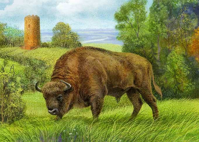 bison