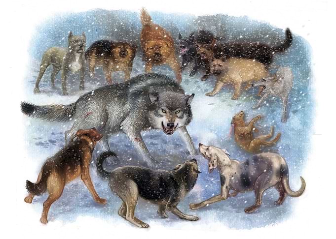 wolf trapped