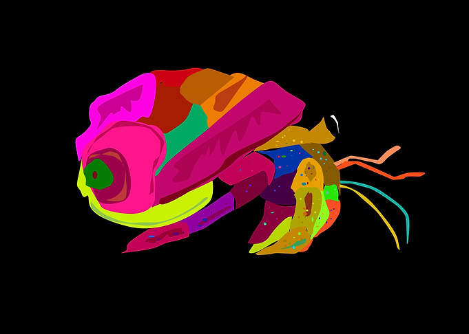 The Old Hermit Crab