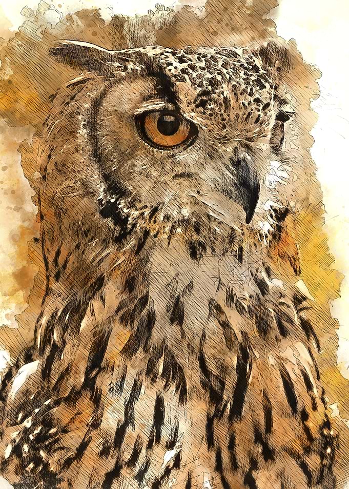 Watercolour Owl