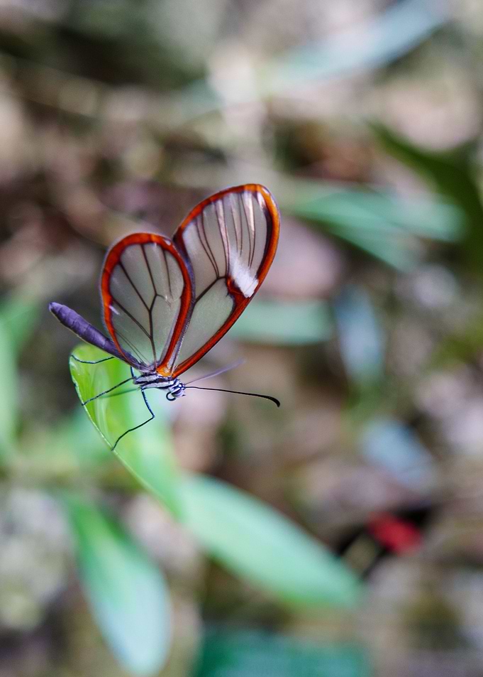 Transparent Butterfly