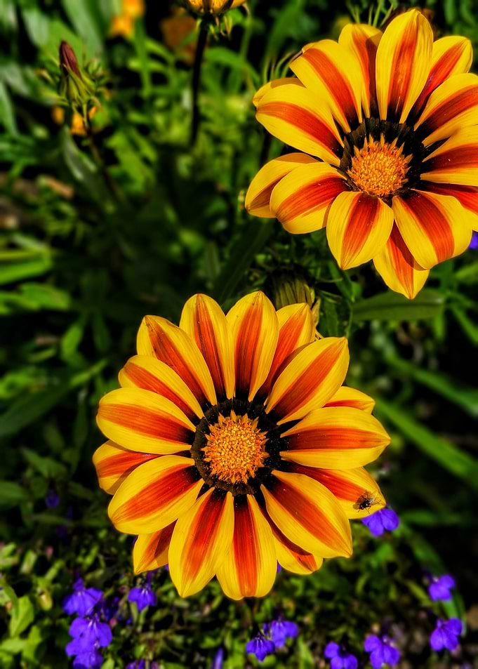 Happy Flowers