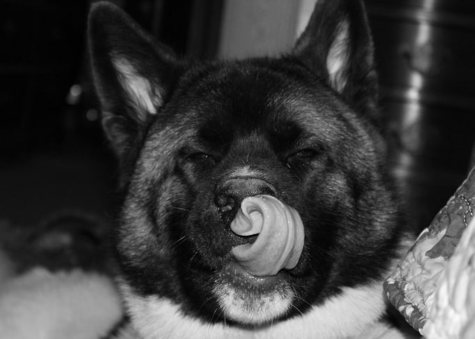 Silly Dog