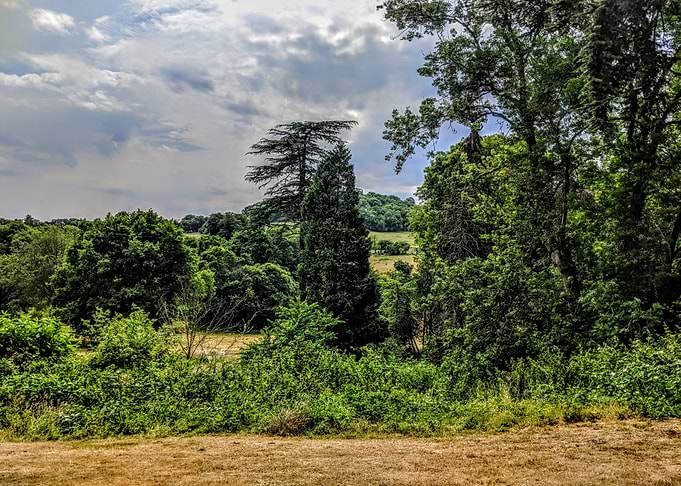 Forest View