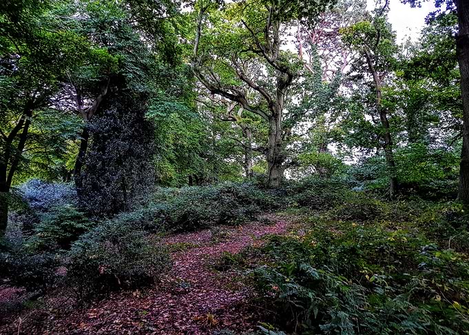 New Forest