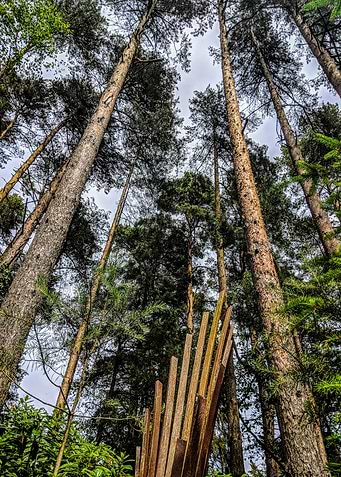 Tall Trees