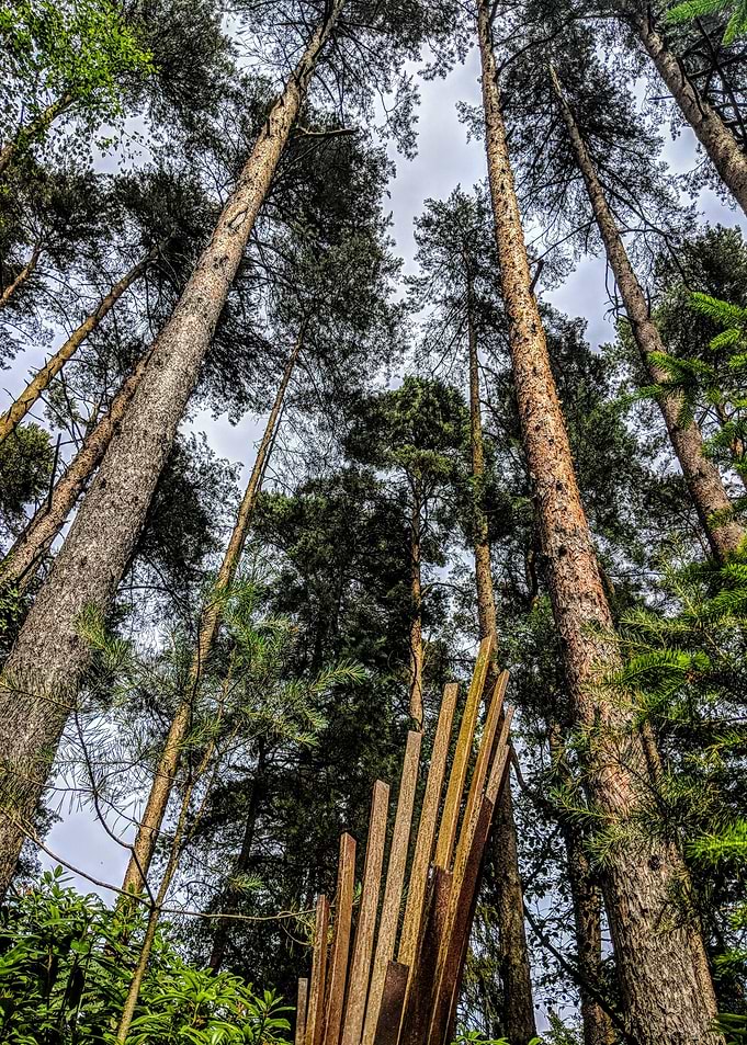 Tall Trees