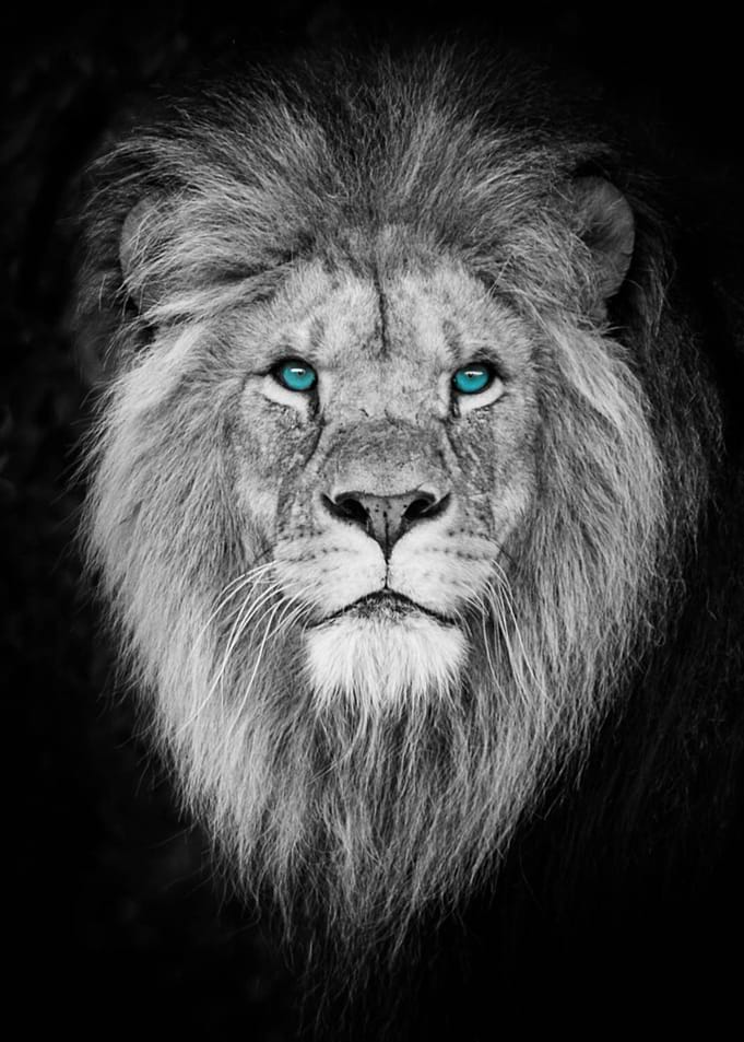Blue Eye Lion