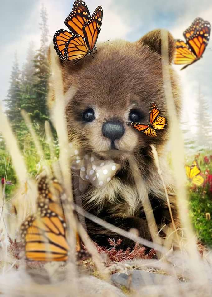 Teddy