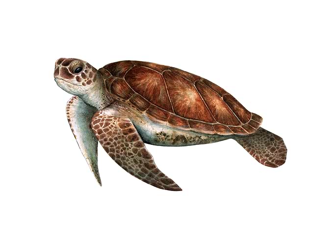 Green sea turtle