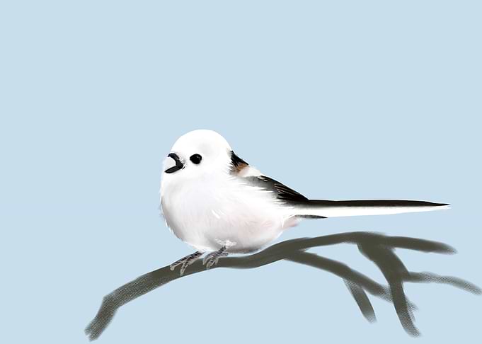 Little bird