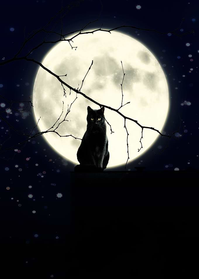 black cat
