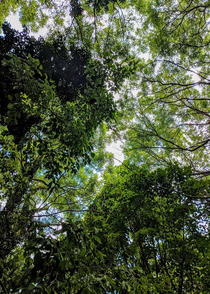 Treetops