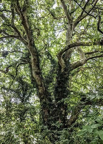 Twisted Tree