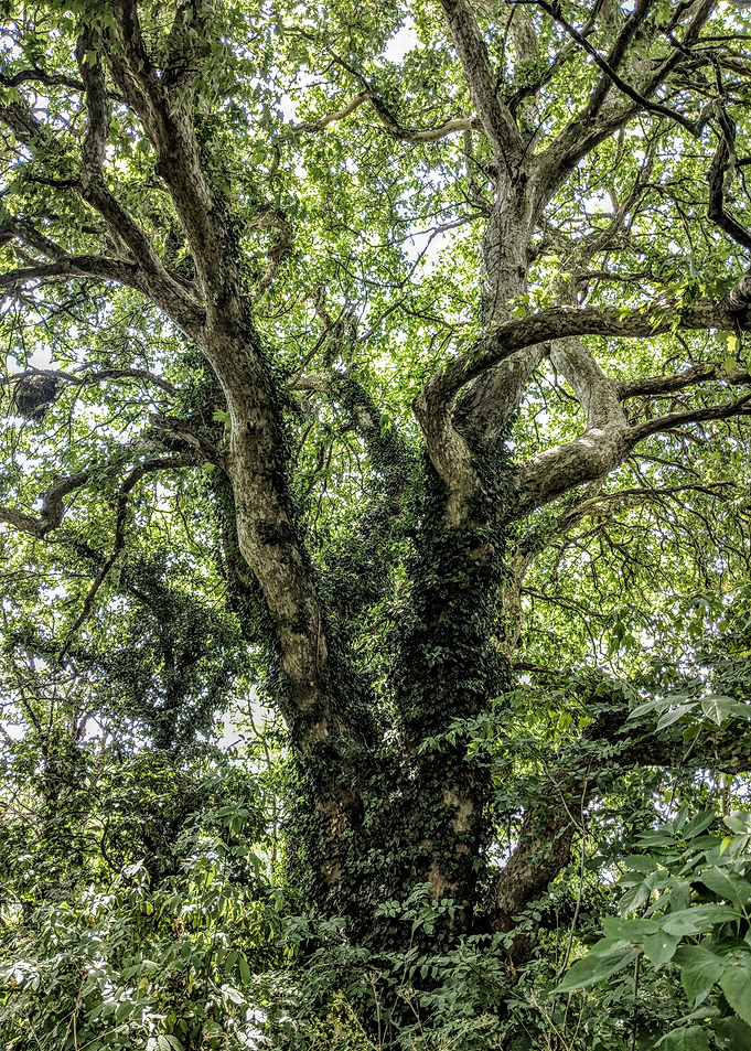 Twisted Tree