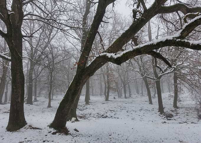 Snowy Forest