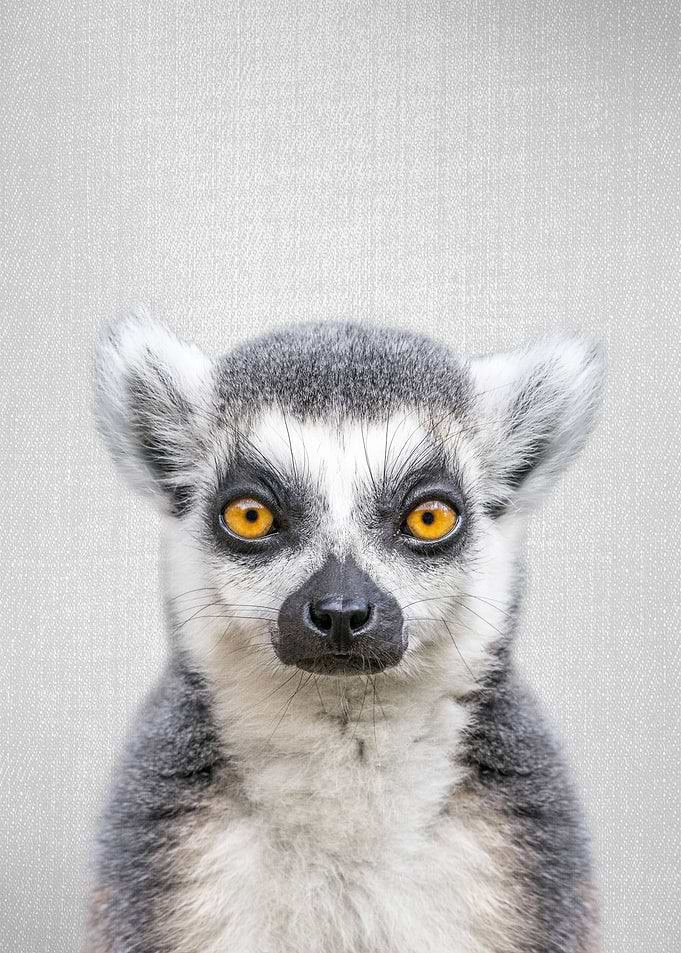 Lemur Colorful