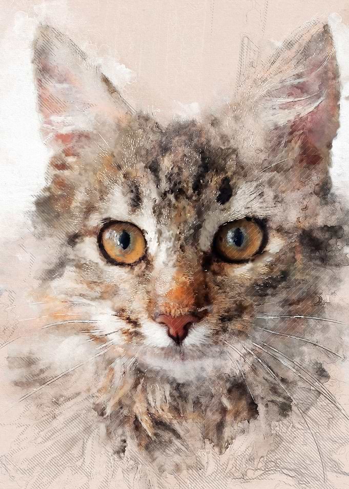 Cat Cinder