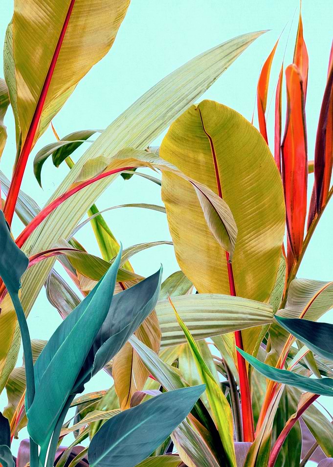 Tropical Jungle
