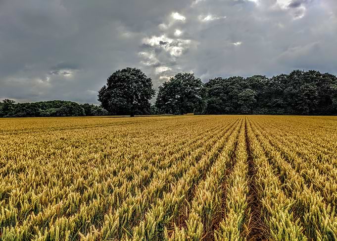 Gloomy Wheat