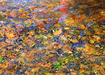 Autumn leaves and Stones