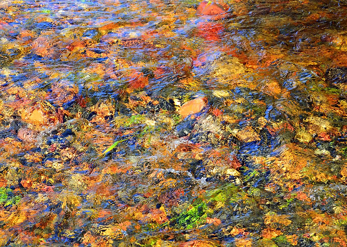 Autumn leaves and Stones
