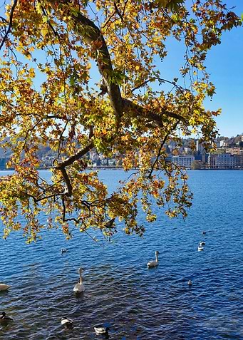 Swans Under Tree